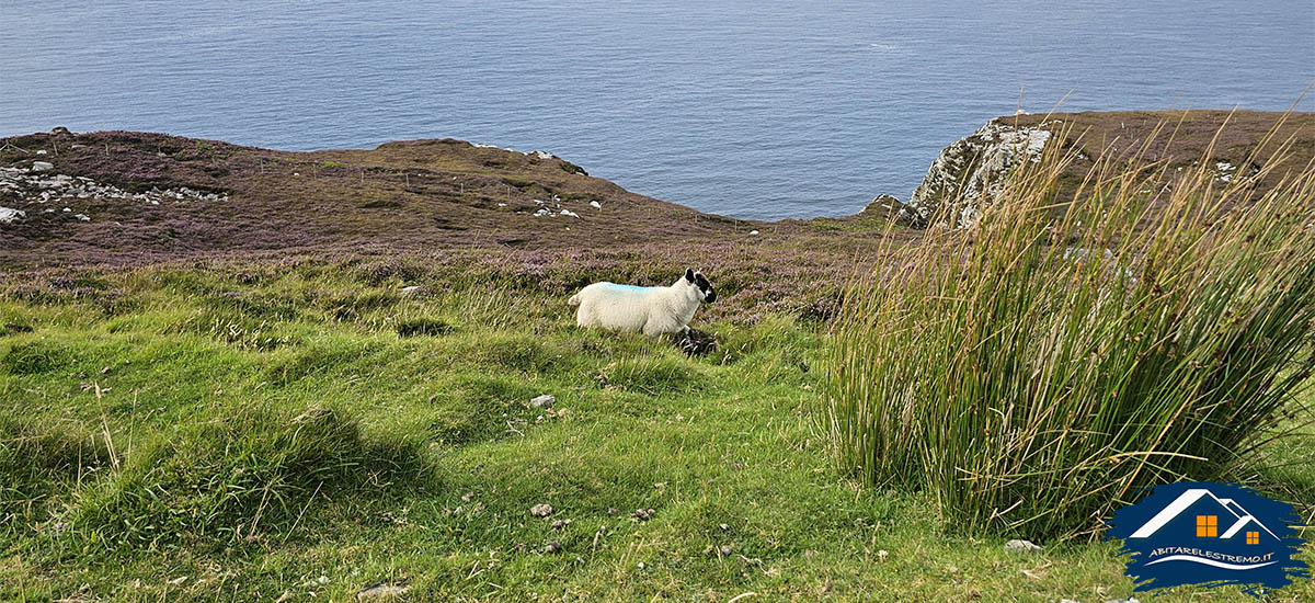 Horn Head - Irlanda Donegal