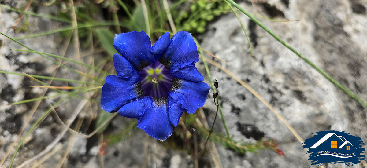 fiori al Colle della Margherita - Valle Grana