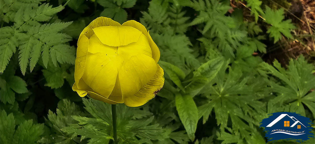 fiori al Colle della Margherita - Valle Grana