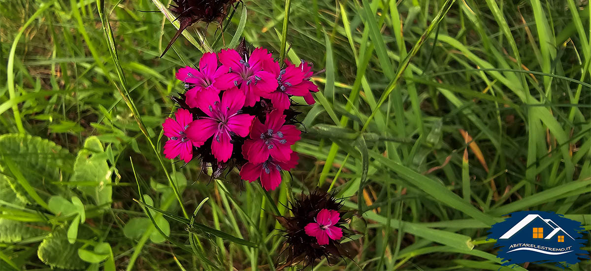 fiori al Colle della Margherita - Valle Grana