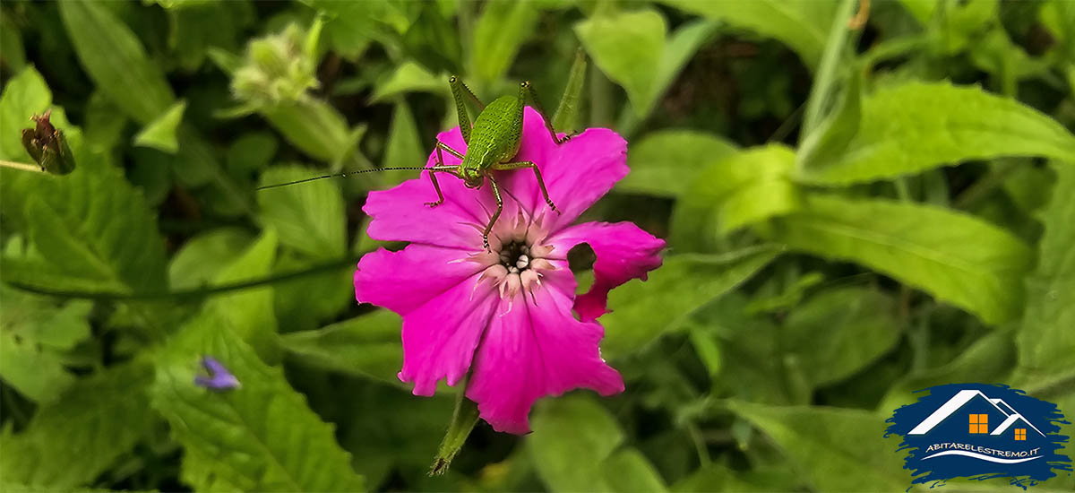 fiori al Colle della Margherita - Valle Grana