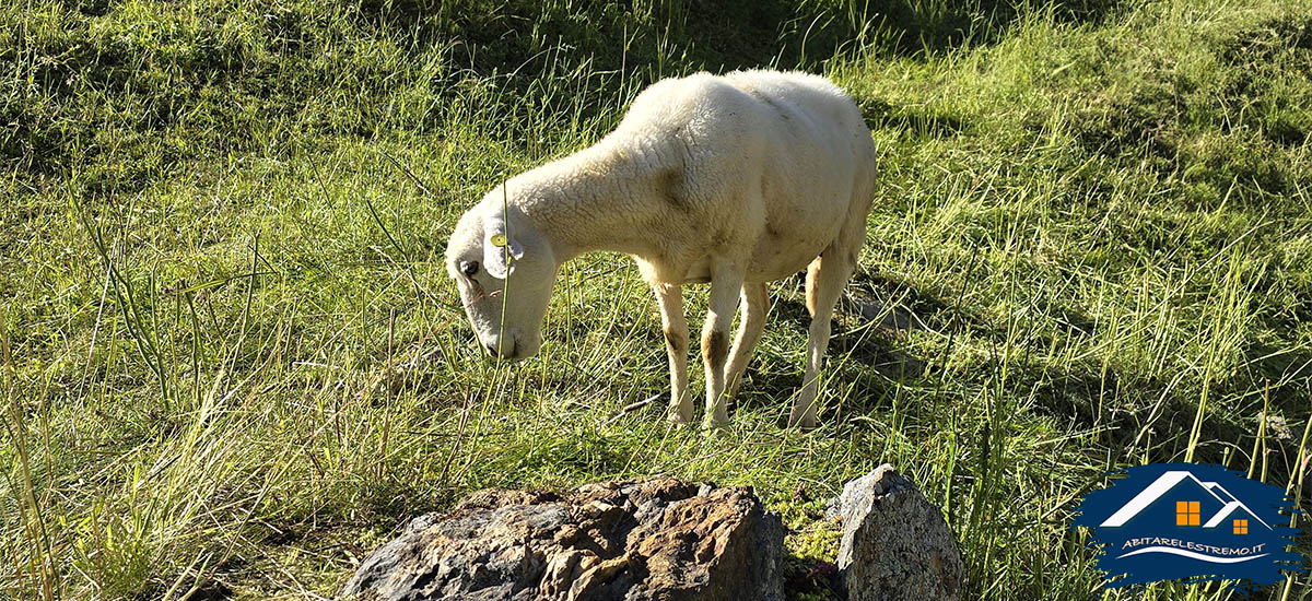 una pecora sul sentiero per il rifugio bezzi