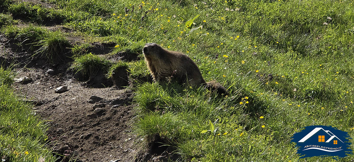 marmotte in Valgrisenche