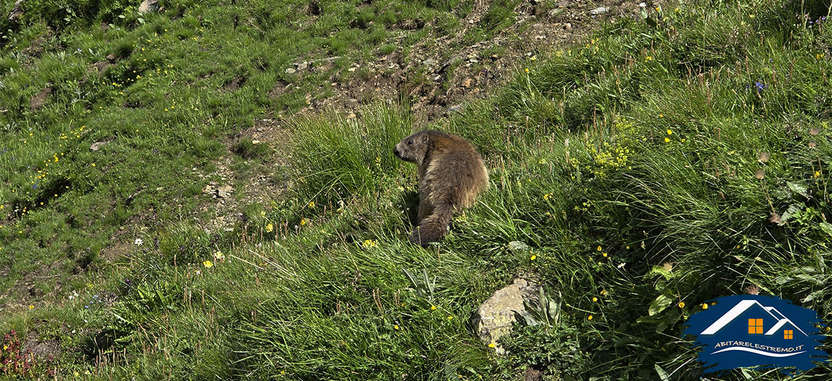 marmotte in Valgrisenche