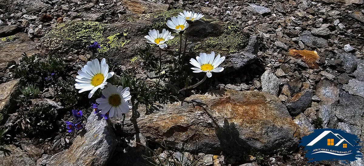 fiori in Alta Valgrisenche