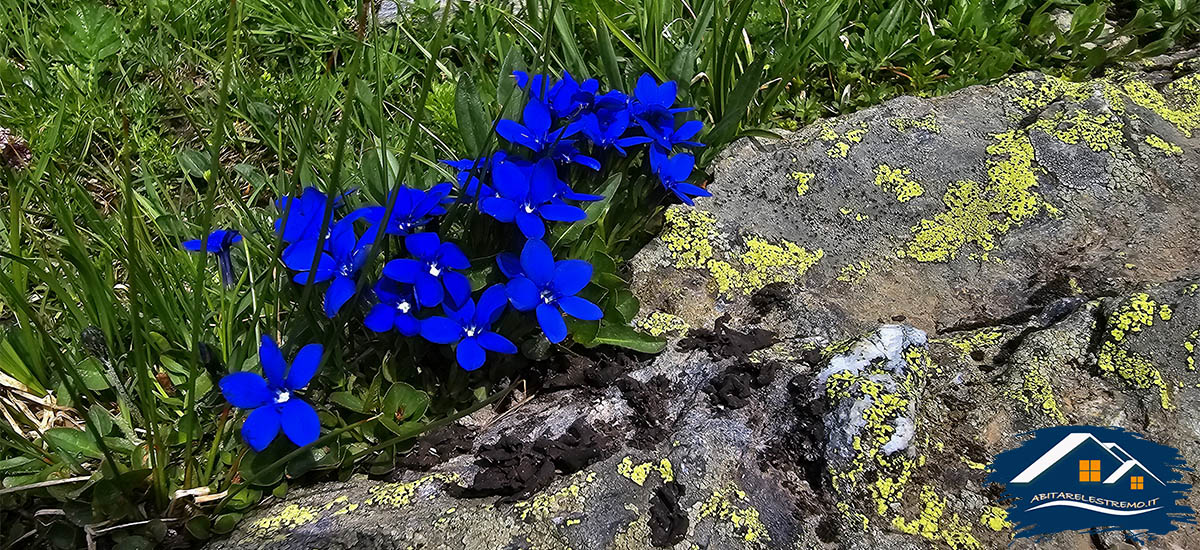 fiori in Alta Valgrisenche