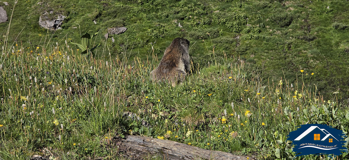 marmotte in Valgrisenche