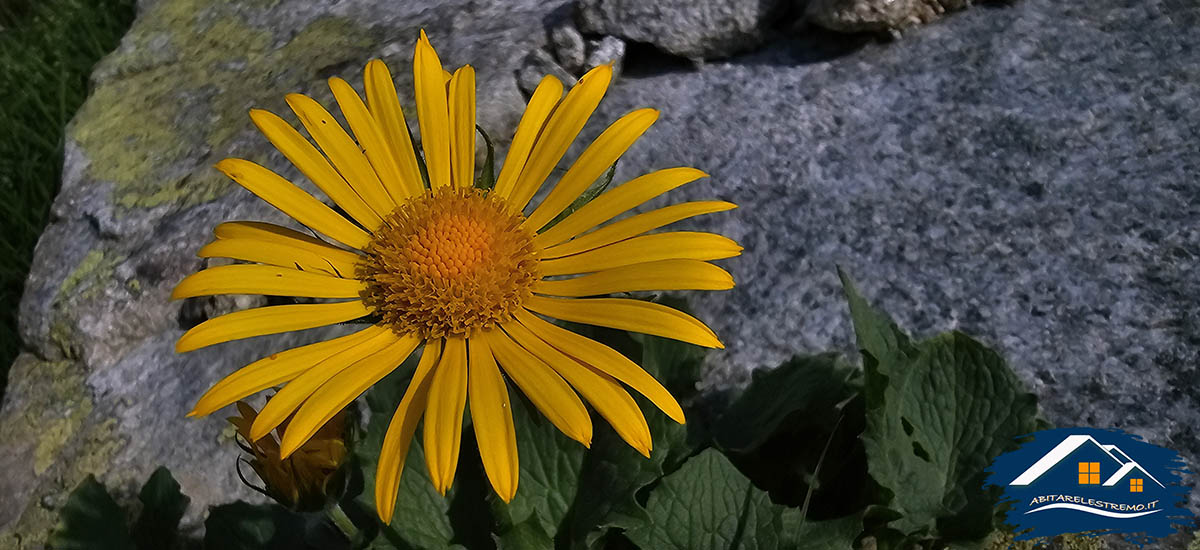 fiore in alta val ferret