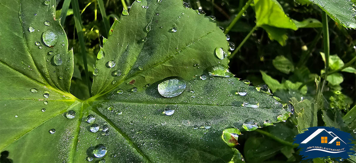 gocce di rugiada sulle foglie