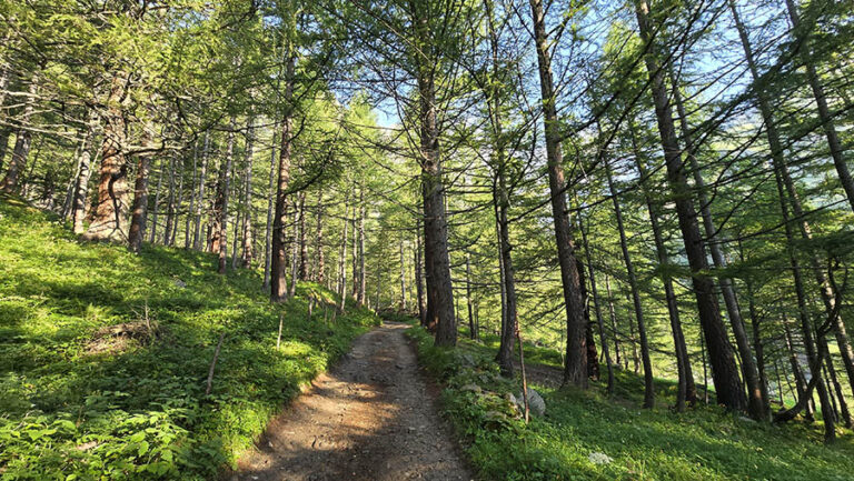 bosco di larici Ponte Campo