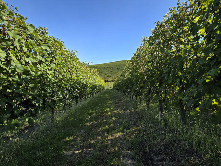 sentiero S1 alternativo a Monforte d'Alba