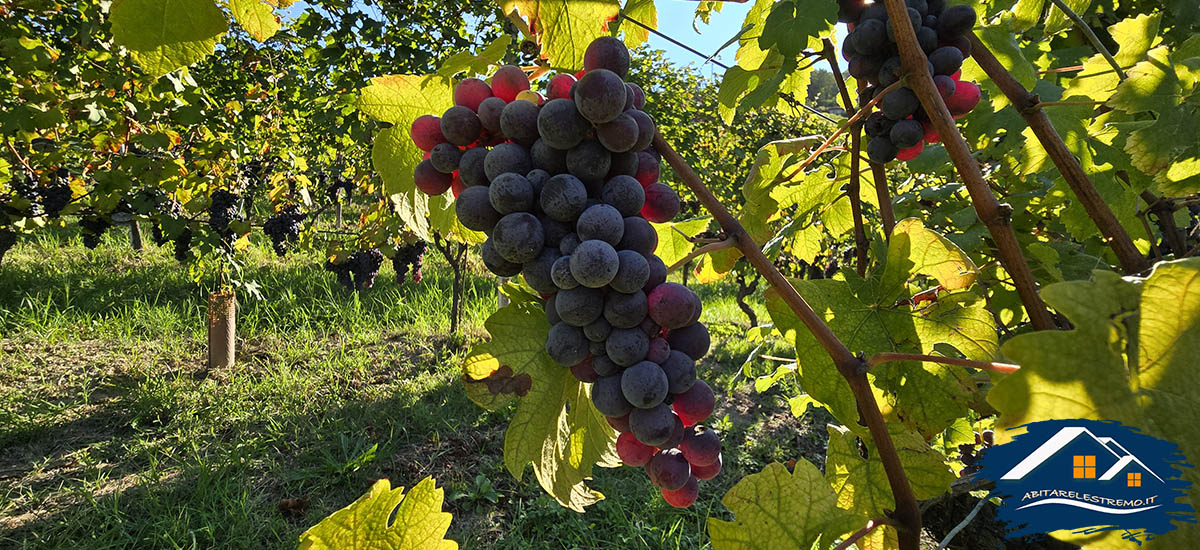 grappoli d'uva a Monforte d'Alba