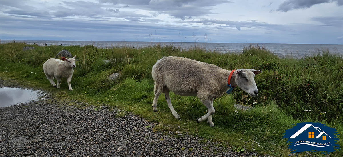 pecore a eggum - lofoten