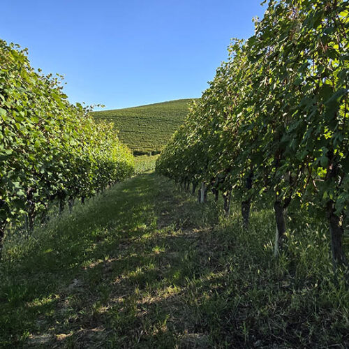 sentiero S1 alternativo Monforte d'Alba