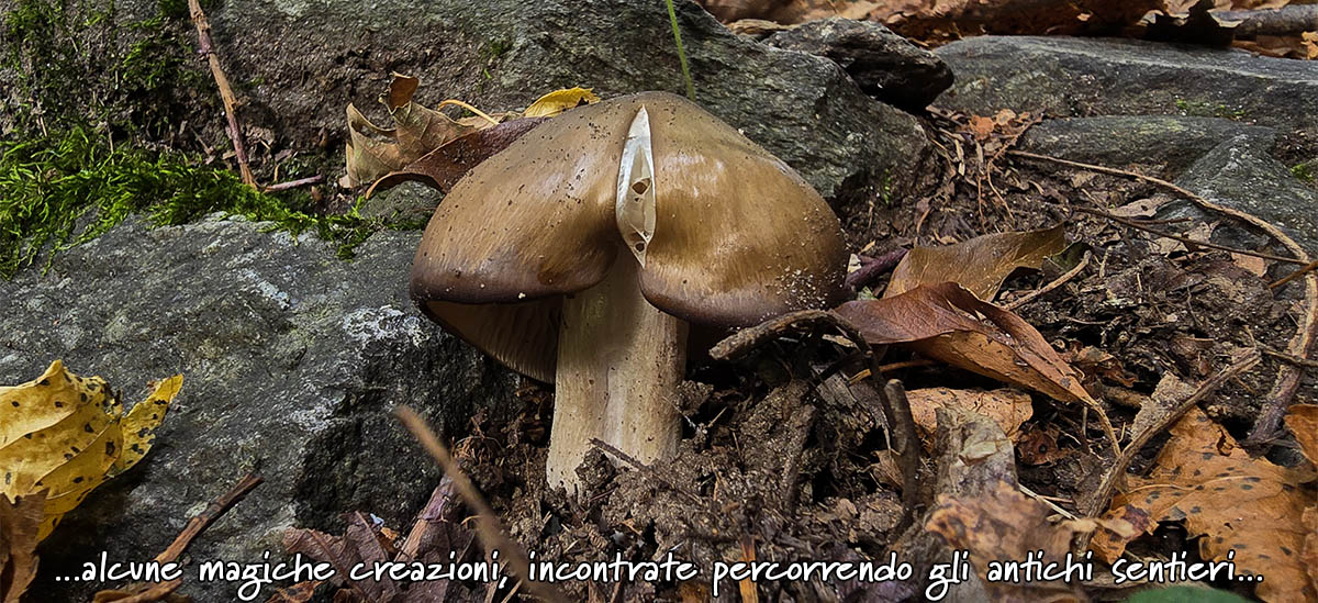 funghi sul sentiero cosa - casasca