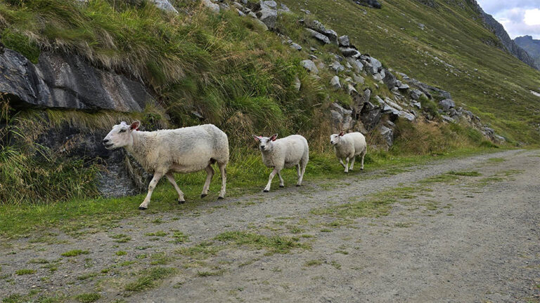 pecore a Haukland Beach - Lofoten - Norvegia