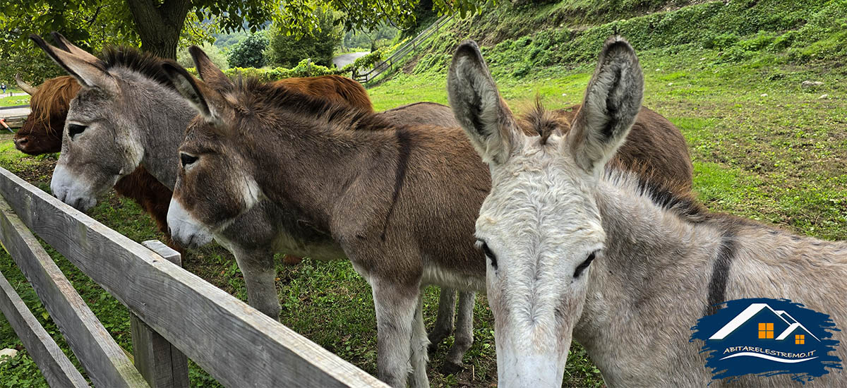 gli asinelli al sentiero del ponale