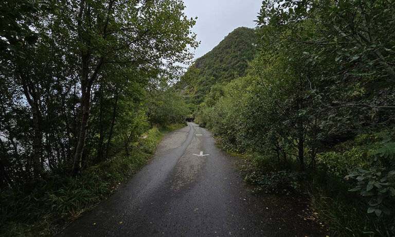 bosco di betulle Lofoten