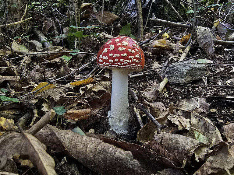 funghi lungo il sentiero Cosa - Cosasca