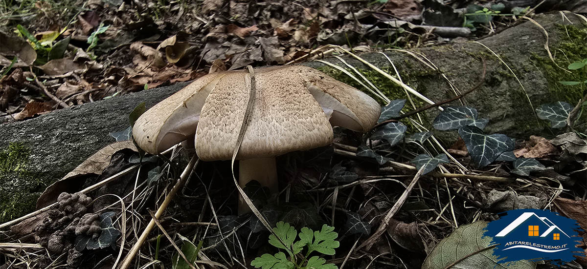 funghi sul sentiero G11 Crodo - Cravegna