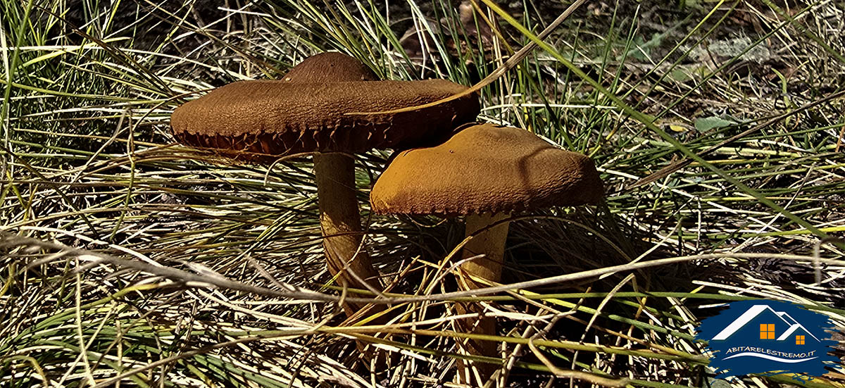 funghi a Les Ors - Valdigne