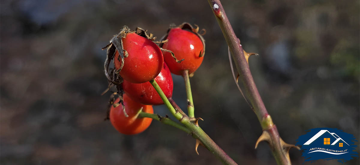 bacche rosse a les ors