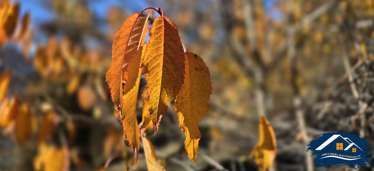 autunno a Les Ors - Valdigne