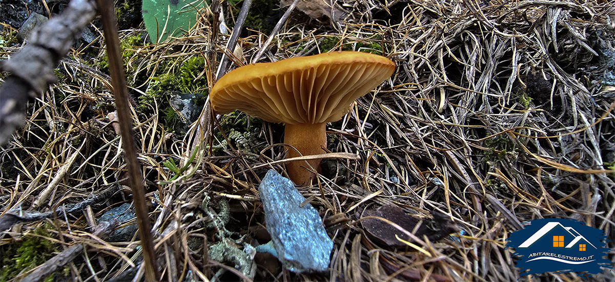 funghi a Les Ors - Valdigne