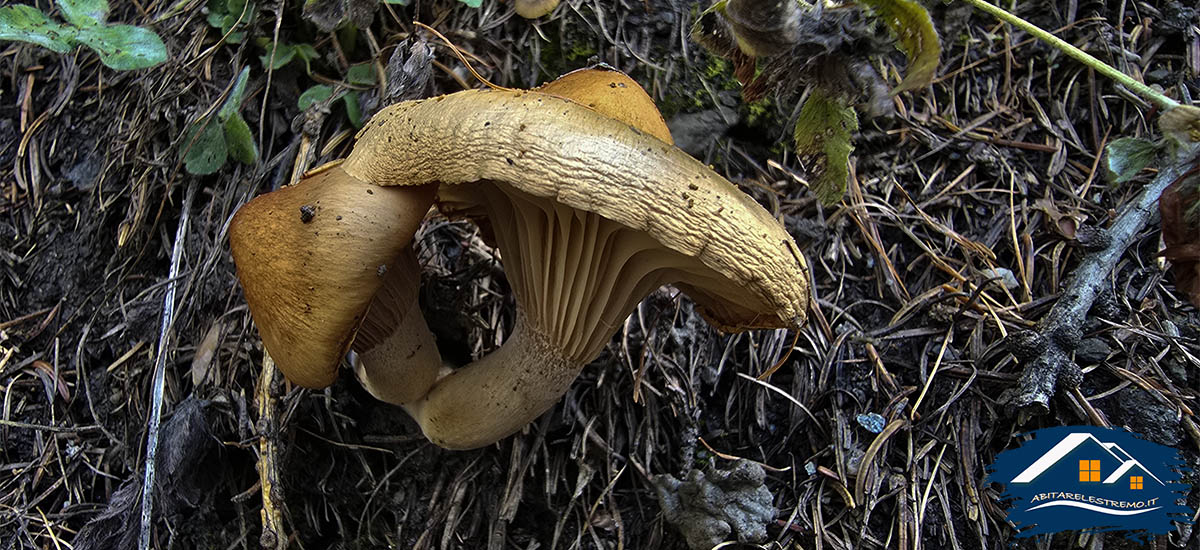 funghi a Les Ors - Valdigne