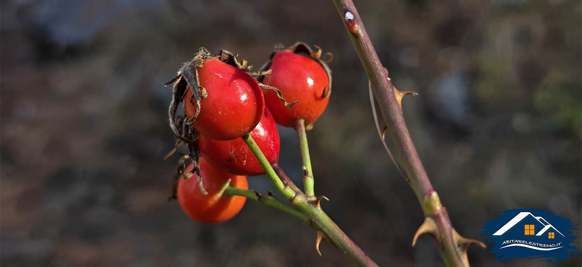 bacche rosse a Les Ors - Valdigne