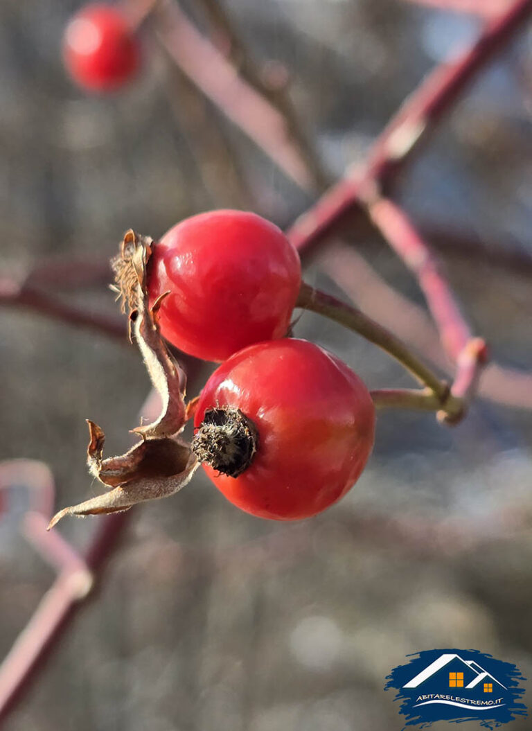 bacche rosse a Morge - valdigne