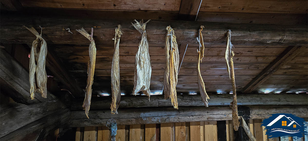 lofoten stockfish museum