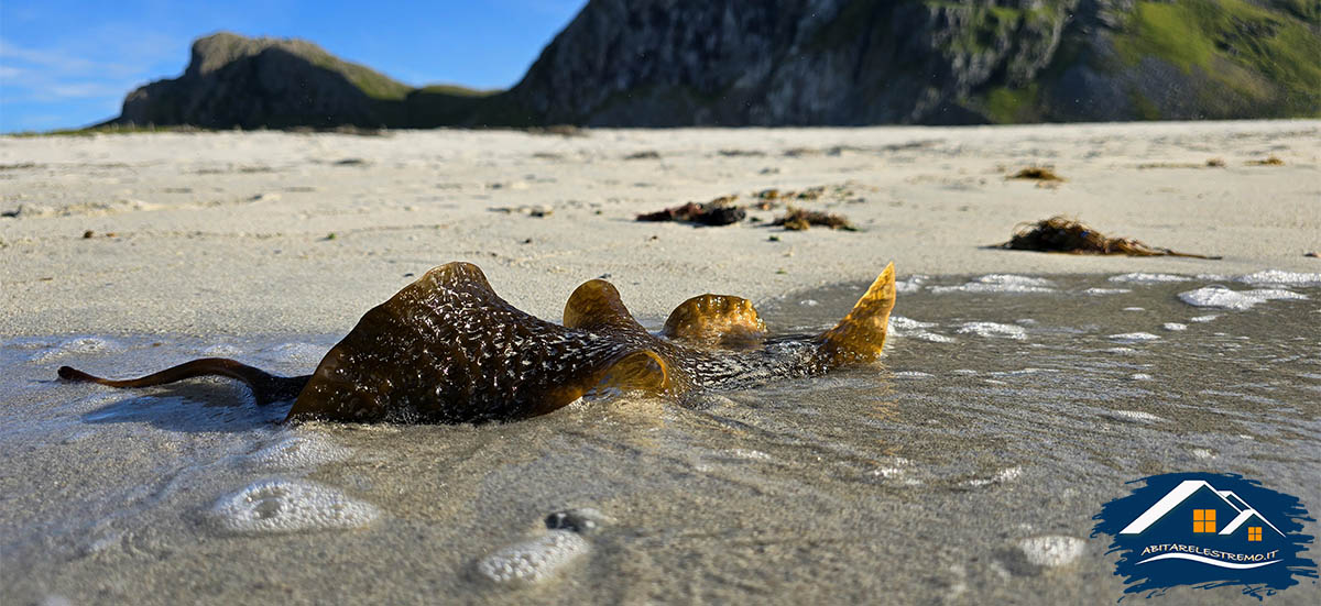 Skagsanden Beach - Lofoten - Norvegia